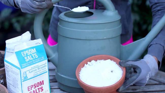 21 Amazing Uses of Epsom Salt for Gardening