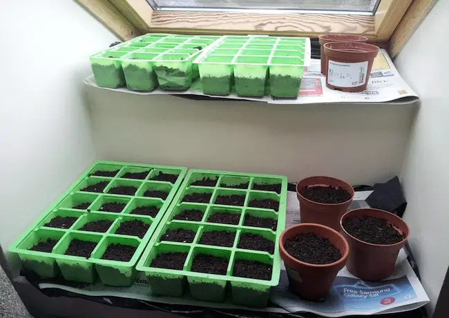 Growing Bell Peppers : How to Grow Bell Peppers Indoors ...