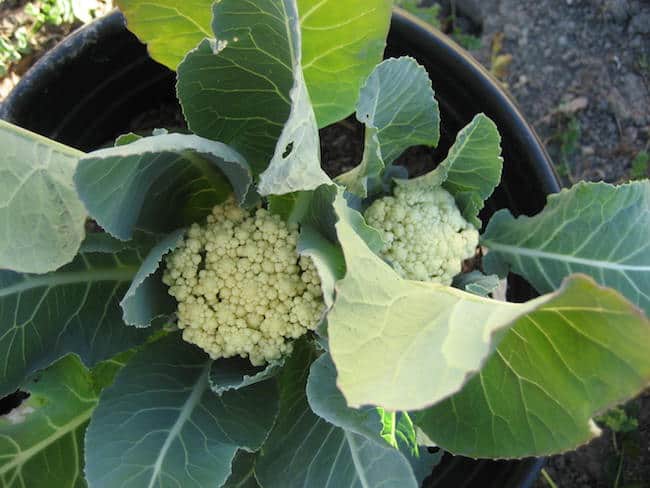 best way to grow cauliflower from seed best way to grow cauliflower from seed
