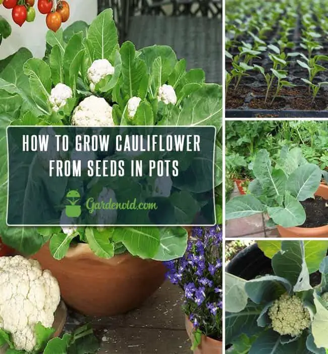 How To Grow Cauliflower From Seeds in Pots : Everything You Need to Know