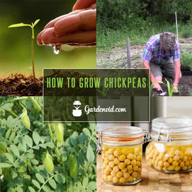 How to Grow Chickpeas : A complete Guide to Growing Garbanzo Beans | Gardenoid