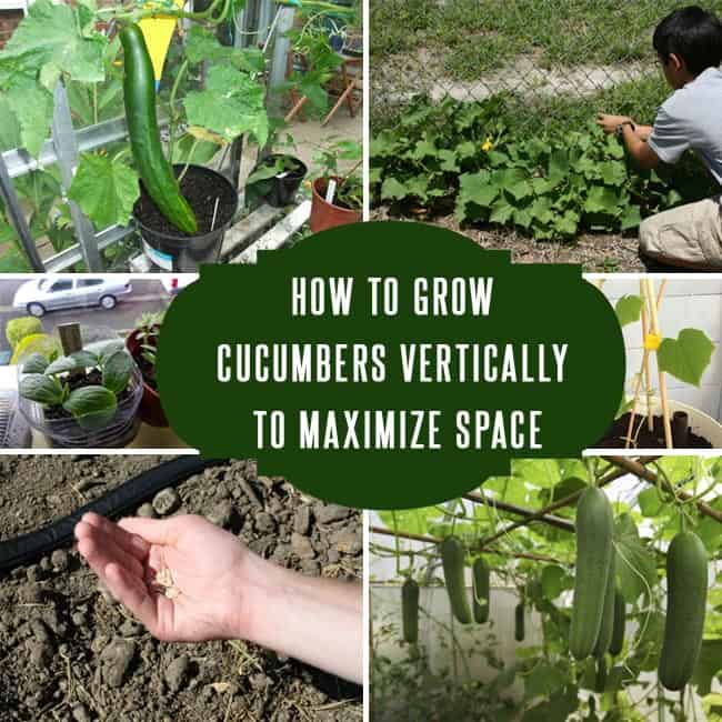 How To Grow Cucumbers Vertically to Maximize Space