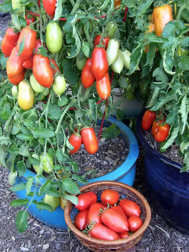 How to grow Roma tomatoes