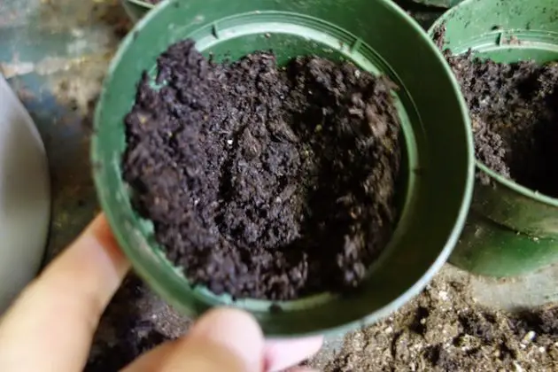 Roma Tomatoes How To Grow Roma Tomatoes In Pots Gardenoid