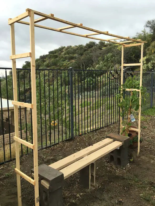 How To Grow Kiwi Fruit in Your Garden Gardenoid How To Grow Kiwi Fruit in Your Garden Gardenoid