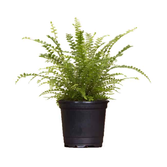 18 Best Low Maintenance Pet Friendly House Plants Gardenoid