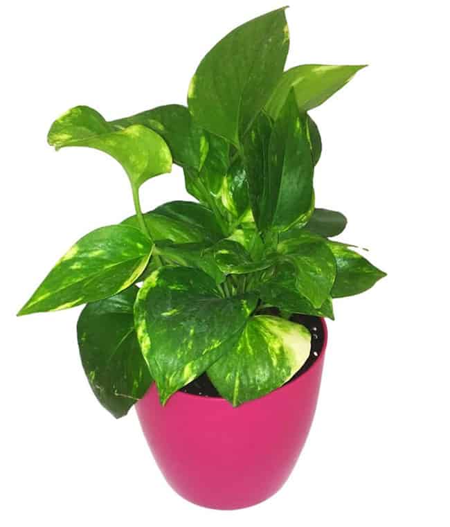 18 Best Low Maintenance Pet Friendly House Plants Gardenoid Pet Safe Indoor Plants