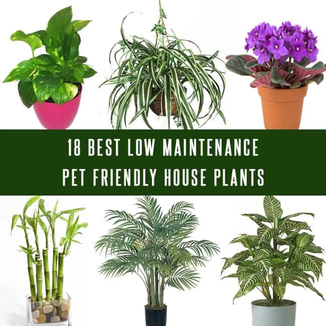 18 Best Low Maintenance Pet Friendly House Plants