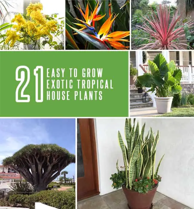 21 Exotic Tropical House Plants That Are Easy to Grow