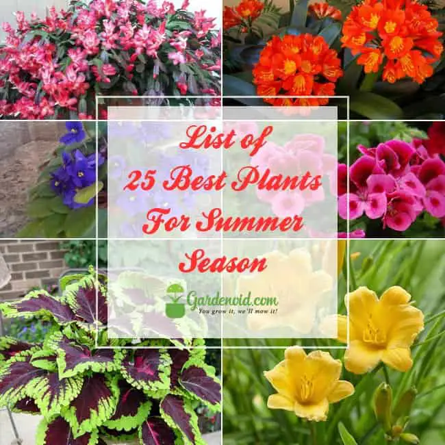 List of 25 Best Plants For Summer Season