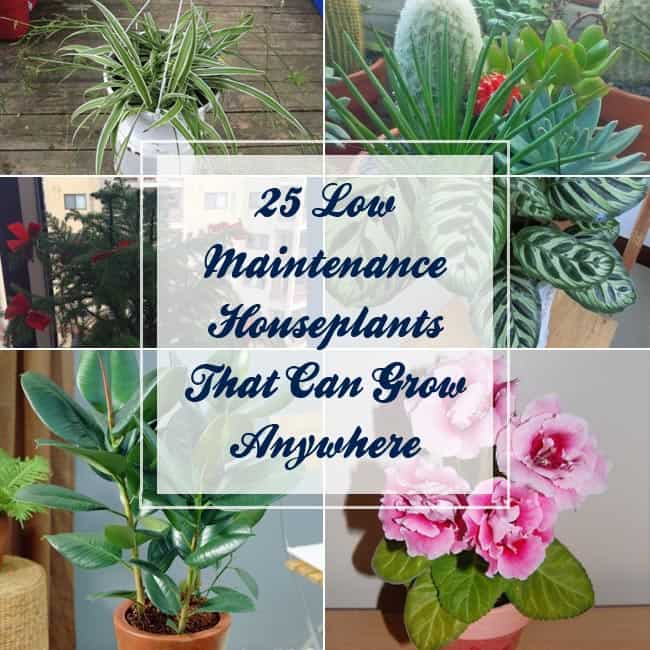 25 Low Maintenance Houseplants That Can Grow Anywhere