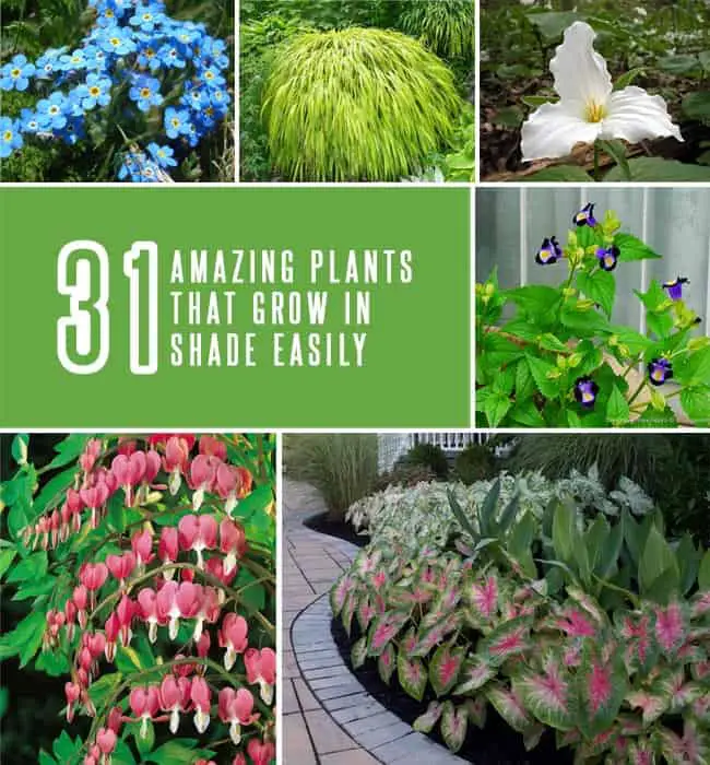 31 Amazing Plants That Grow in Shade Easily