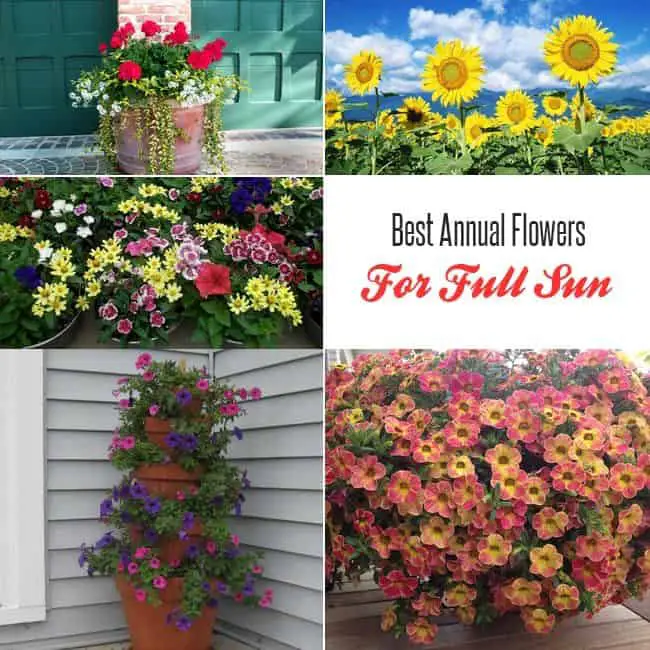 Best Annual Flowers For Full Sun : Growing Annual Flowers in Containers