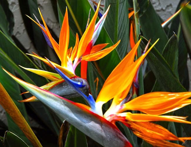 21 Exotic Tropical House Plants That Are Easy to Grow | Gardenoid