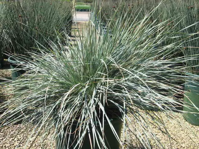 growing ornamental grass in containers gardenoid growing ornamental grass in containers gardenoid