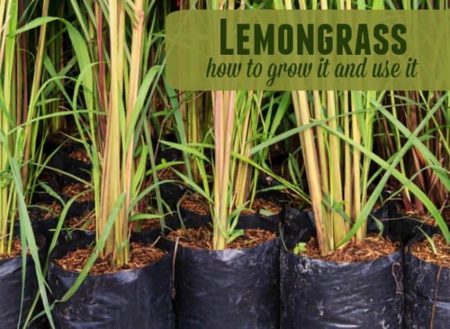 Growing Lemongrass