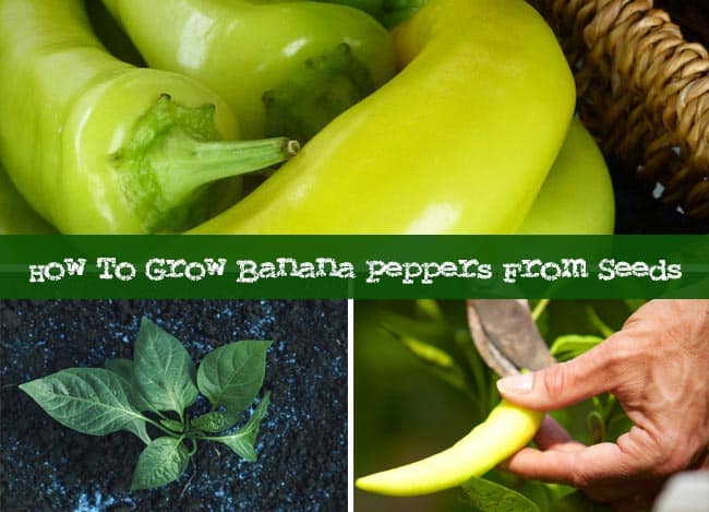 How To Grow Banana Peppers From Seeds