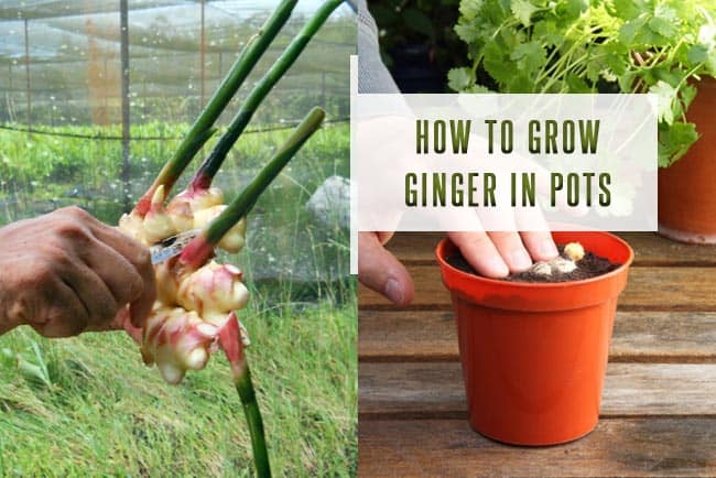 How To Grow Ginger in Pots : Care, Uses and Benefits