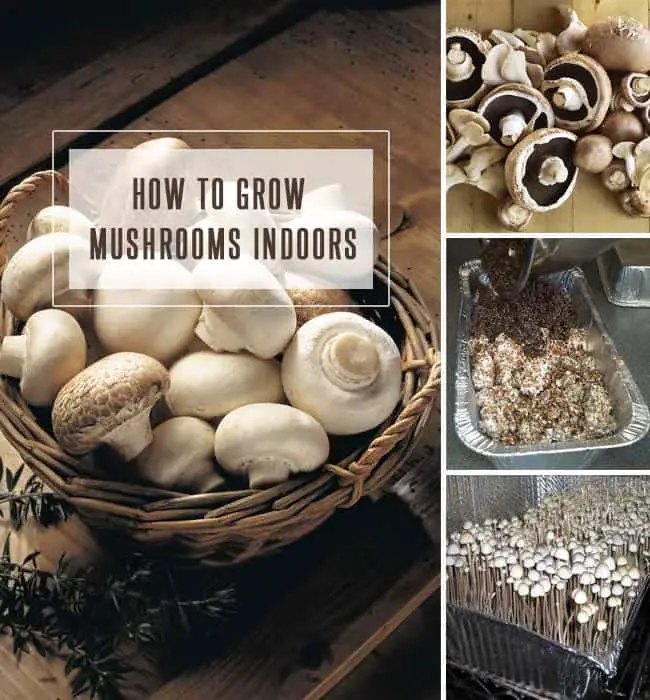 Growing Mushrooms : How To Grow Mushrooms Indoors