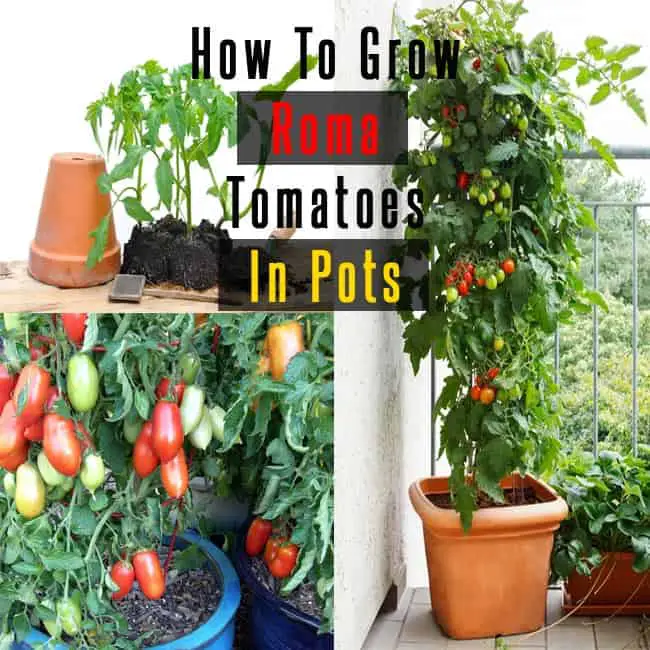 Roma Tomatoes : How To Grow Roma Tomatoes In Pots