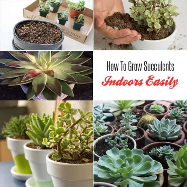 Succulents Plant Care : How To Grow Succulents Indoors Easily