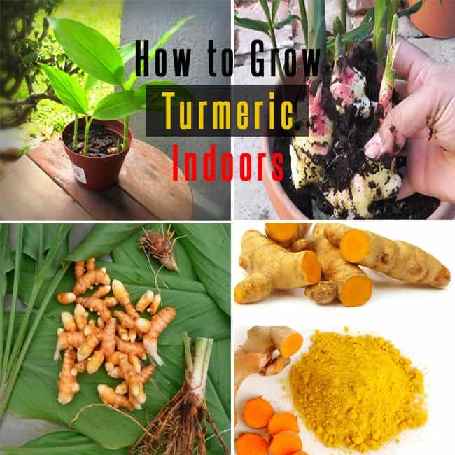 How To Grow Turmeric Indoors : Care Uses And Benefits