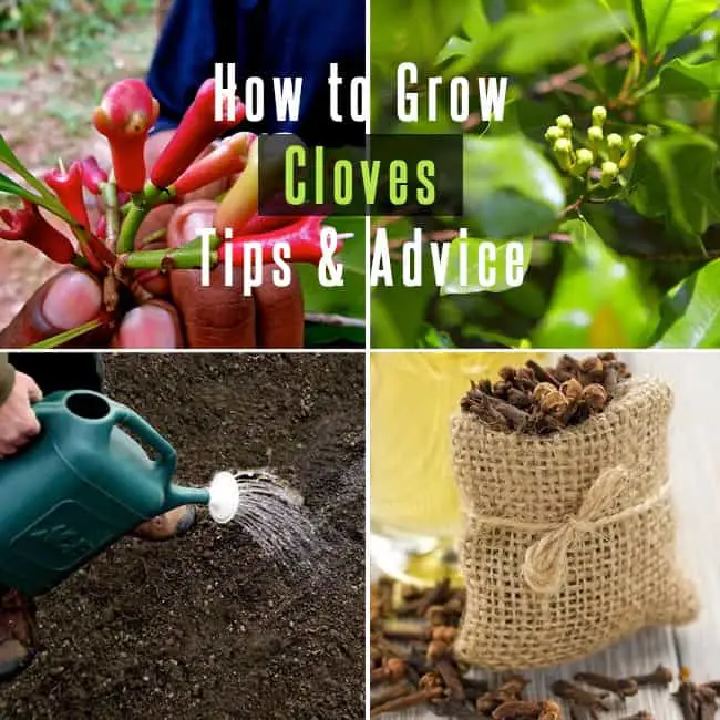 How to Grow Cloves : Tips and Advice