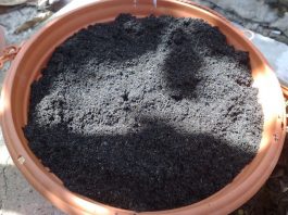 How to Grow Corn : Growing Corn from Seed | Gardenoid