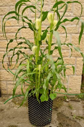 How to Grow Corn : Growing Corn from Seed | Gardenoid