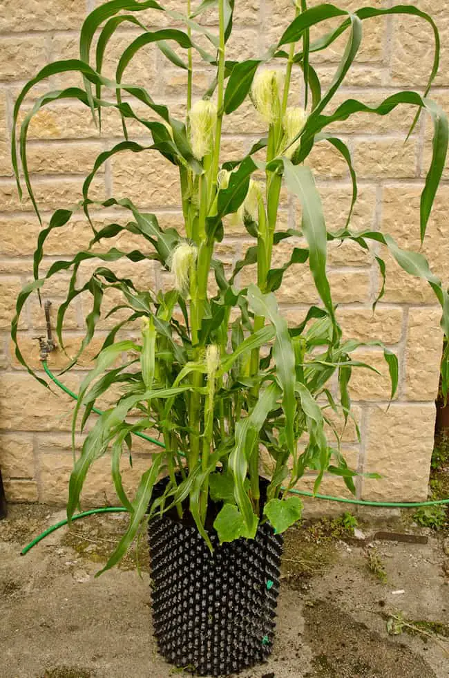Grow corn in container