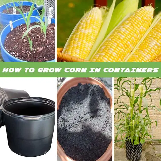 How to Grow Corn in Containers