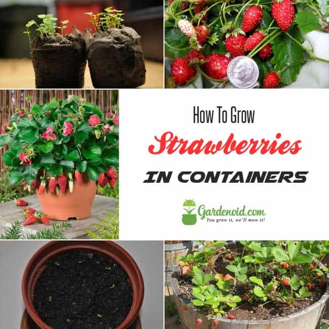 Growing Strawberries In Containers : A Complete Guide