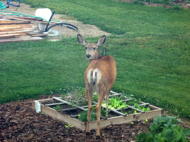 Deer Proof Gardens