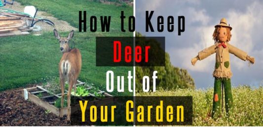 How to Keep Deer Out of Your Garden