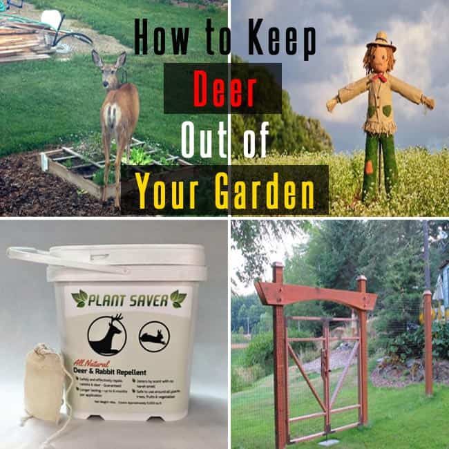How to Keep Deer Out of Your Garden: Deer Proof Gardens
