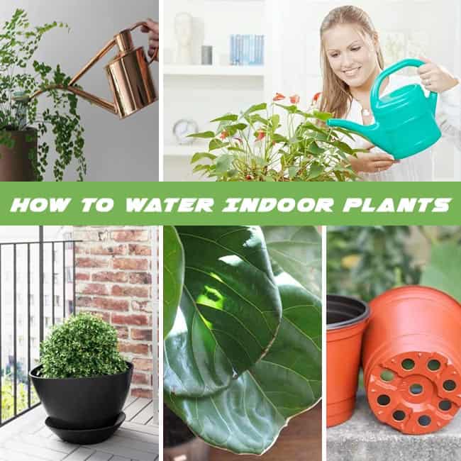 How to Water Indoor Plants : House Plants Watering Tips