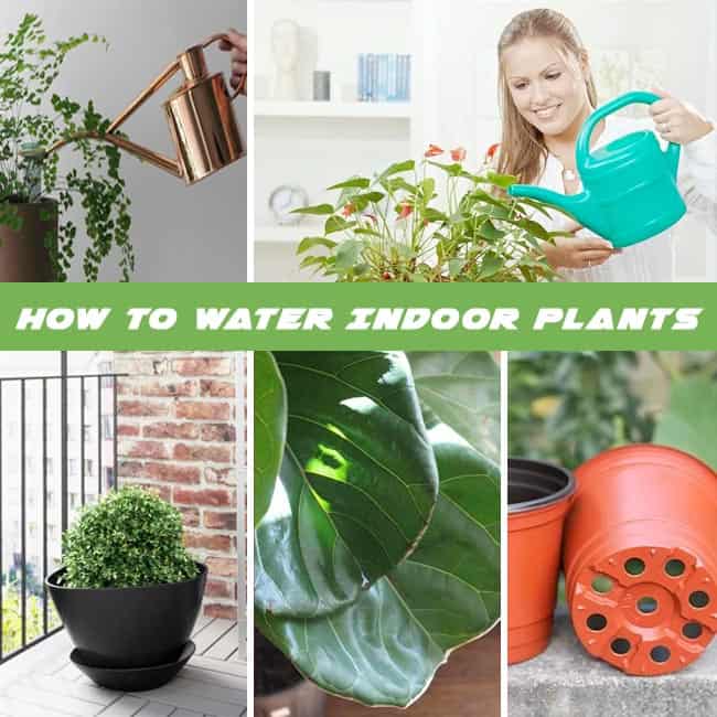 How to Water Indoor Plants