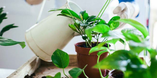 Indoor Plant Watering Devices