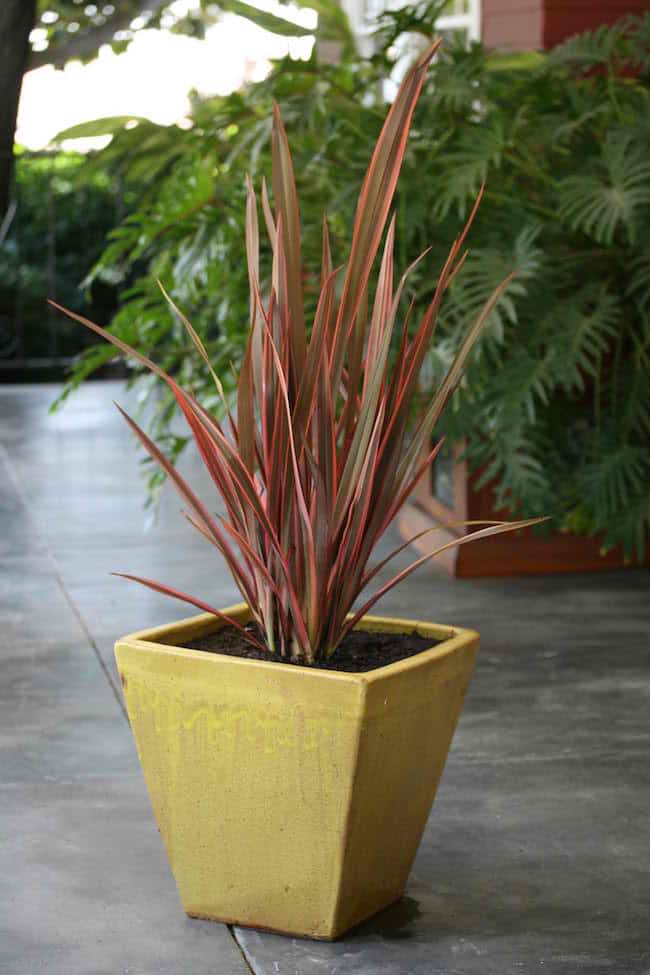 Growing Ornamental Grass in Containers | Gardenoid
