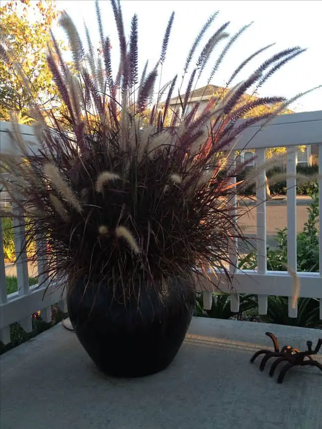 Growing Ornamental Grass in Containers | Gardenoid