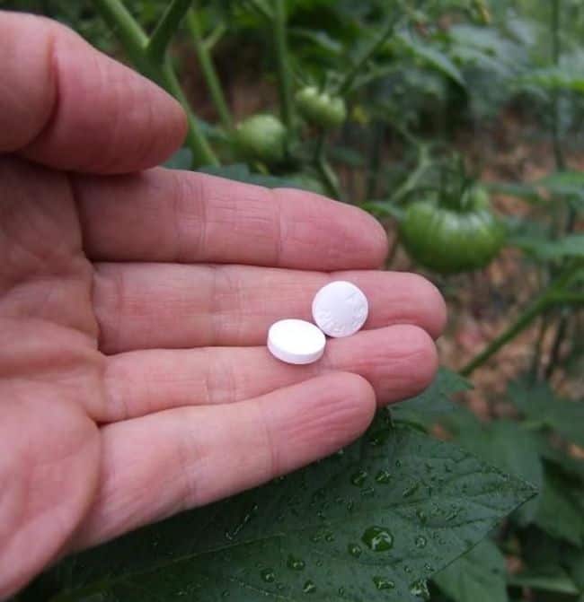 Aspirin uses in Garden