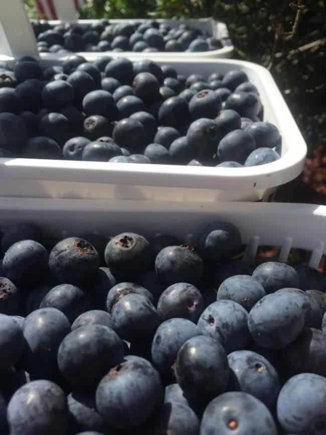 Blueberry Plant How To Grow Blueberries From Seed Gardenoid