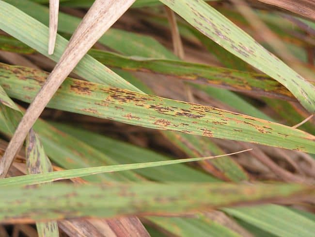 Tips on lemongrass care Grow Lemongrass