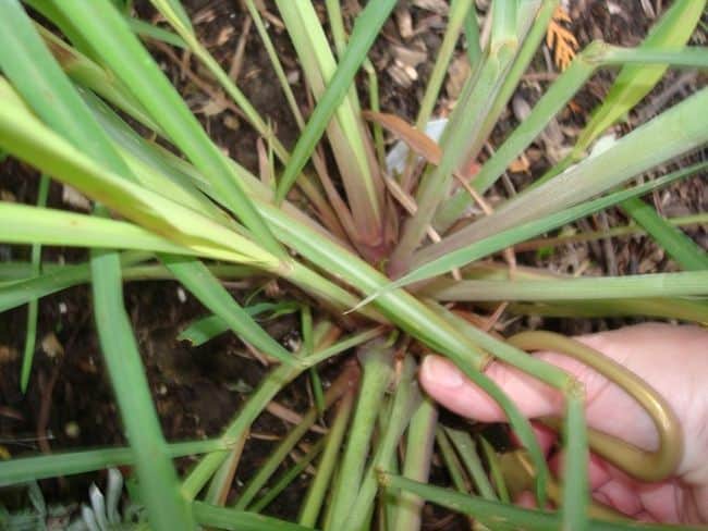 Tips on harvesting and storing lemongrass Grow Lemongrass