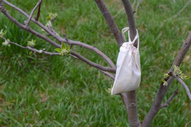 How to Keep Deer Out of Your Garden : Deer Proof Gardens | Gardenoid