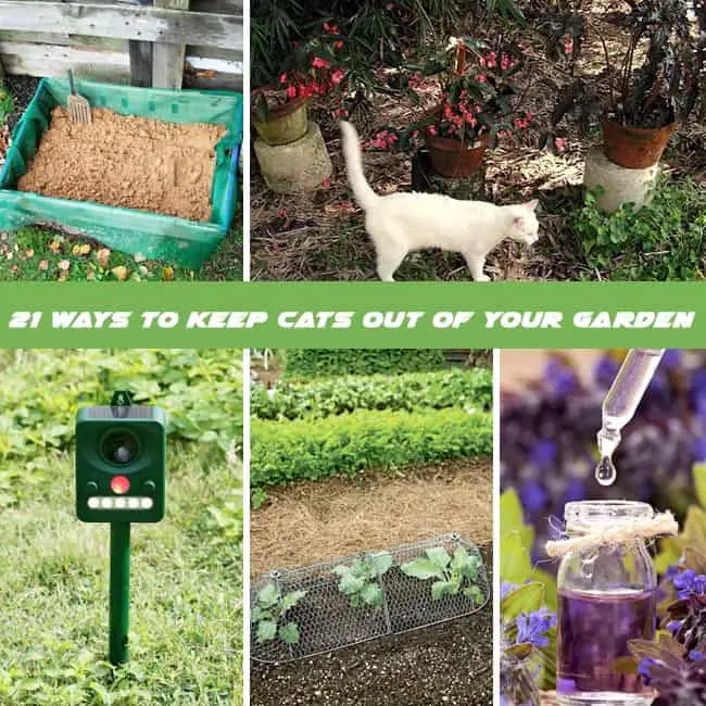 How To Repel Cats 21 Ways To Keep Cats Out Of Garden