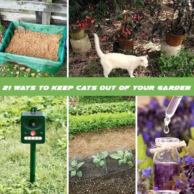 21 Ways To Keep Cats Out Of Garden