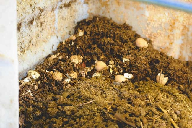 eggshells as compost