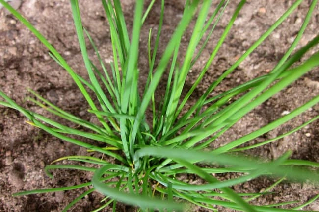 eggshells for chives