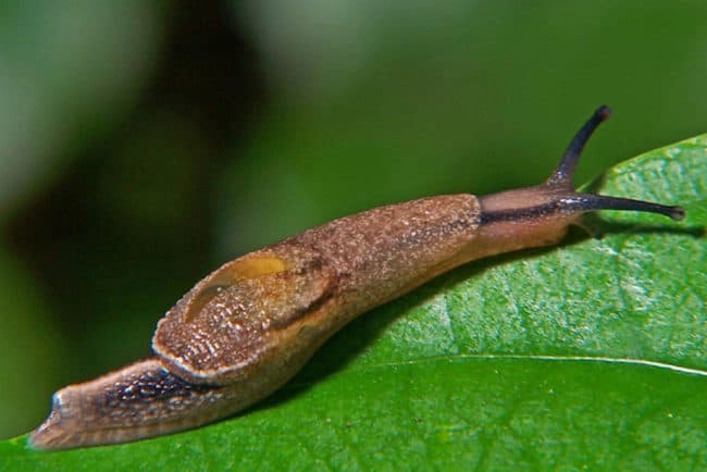 eggshells against pesky crawlers